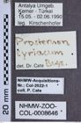 Etiketten zu Prosternon syriacum (NHMW-ZOO-COL-0008646)